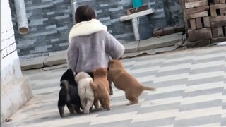 一回家就有跟班的