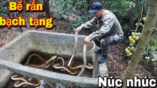 Kinh Hoàng Bể Rắn Hổ Mang Bạch Tạng Núc Nhúc | Đại 87