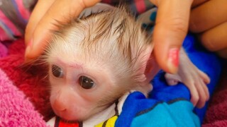 Napping Time!! Mom gently oil massage for tiny adorable Luca & put him to sleep