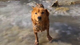 Dog in icy water