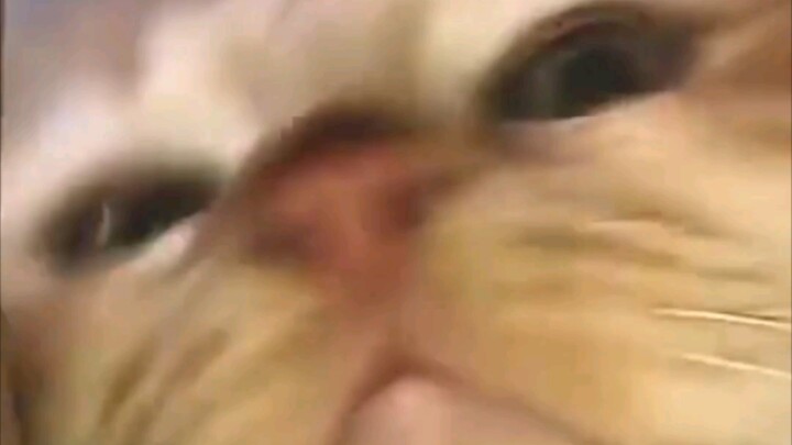 มุมมองอาหารแมว!!