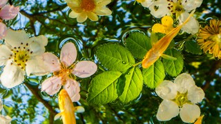 Mùa hè trong nước