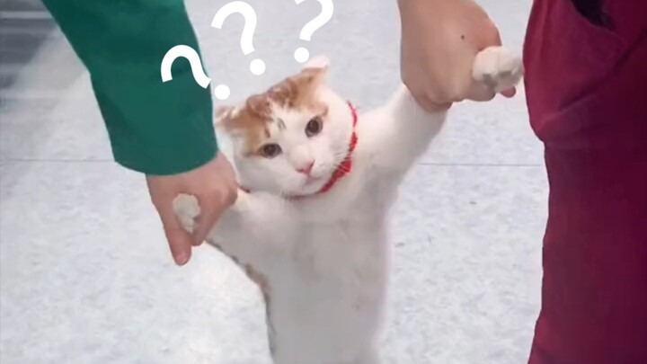 A Grand Showcase of Animal Compulsive Behaviors ➌➊