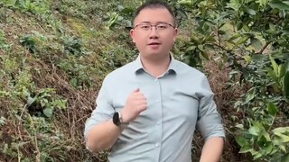 Chú Rốn Cam nhảy múa thật quyến rũ, tôi thực sự muốn ăn chú ấy...