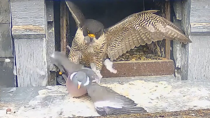 常在河边走，哪有不湿鞋！游隼暴打流氓鸽子
