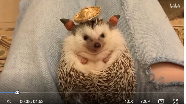 My pet hedgehog