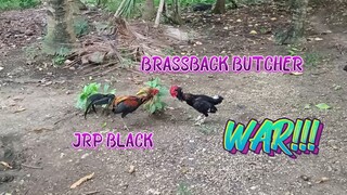 JRP Black VS Brassback Butcher spar!     JRP Gameyard