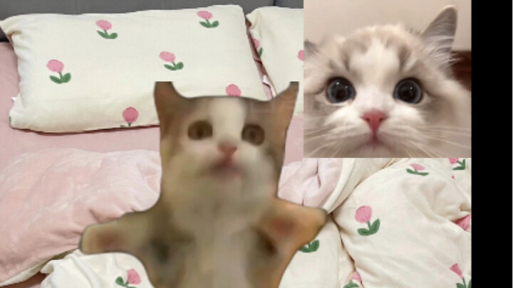 Hôm nay mèo cưng đi gặp người yêu trên mạng rồi! Thế mà…