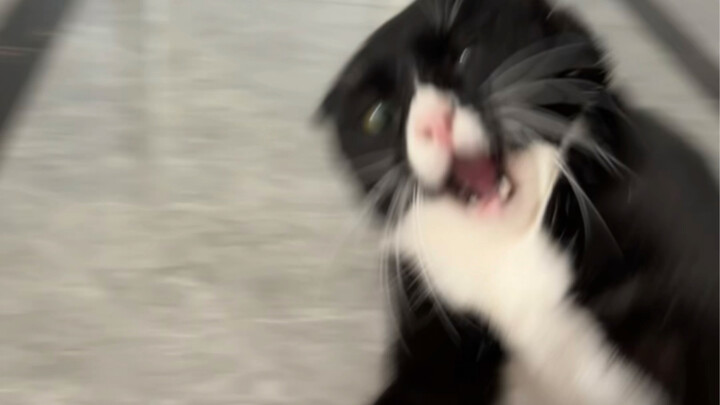 ตบกันกับแมวสายพันธุ์นม