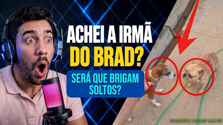 Descobri uma irmã do bulldog Brad kkkkk e será que o Nick e Brad brigam se soltar juntos?