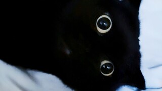 训猫有风险！大家要谨慎！