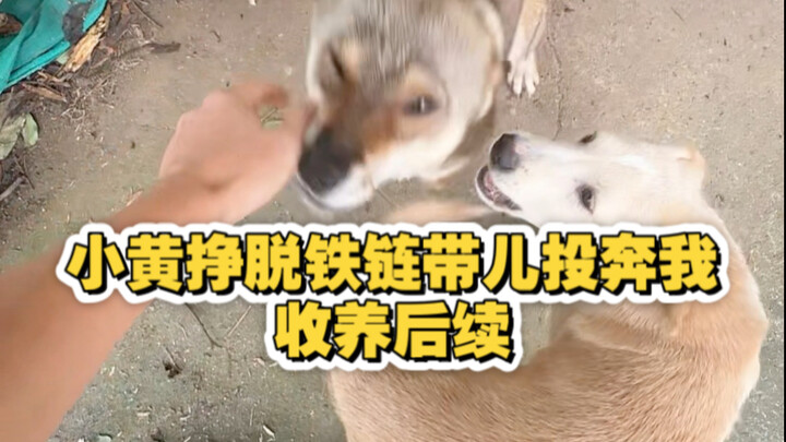 Xiaohuang berhasil melepaskan diri dari rantai besi dan datang bergabung dengan saya, ini adalah kel