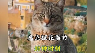 狸花猫：在干仗这件事上，老子就没怕过谁