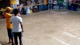 Black bulik 2x win bangcoro cockfit arena.. Matibay din kalaban