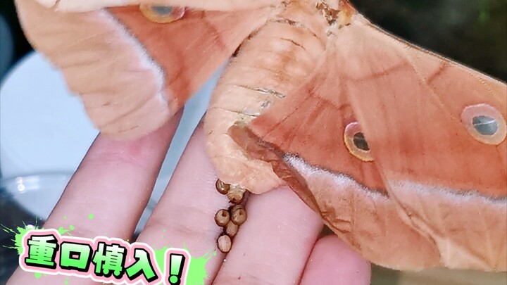 Jangan main-main dengan ngengat! Dia akan bertelur di tanganmu!