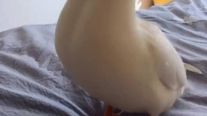 A whole duck, neatly arranged!