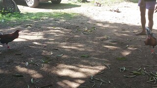 Spar Day, selection of 7 cock Warriors.