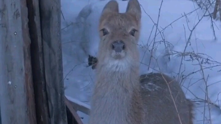 Cư dân mạng: Nhanh nhìn kìa, con nai sừng tấm ngốc nghếch ở Đông Bắc! Người Đông Bắc: Nhanh nhìn kìa