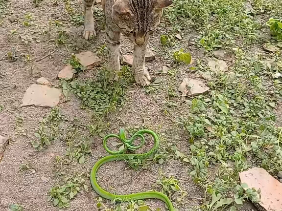 Kucing yang baru saja akan tidur siang diganggu oleh tamu tak diundang