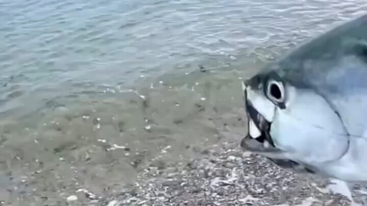 Releasing life is your lie.