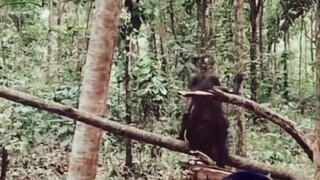this video is Mysterious I ever seen its, from Indonesia