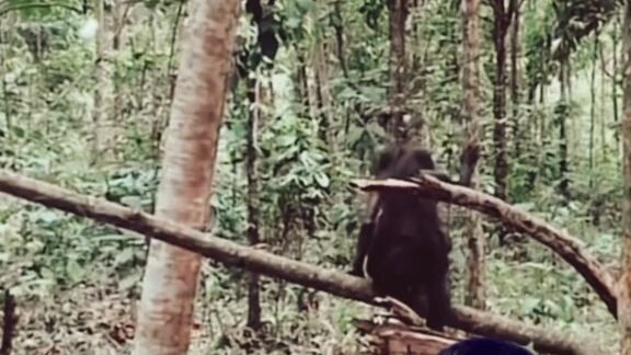 this video is Mysterious I ever seen its, from Indonesia