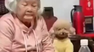 缺德动物模仿人类