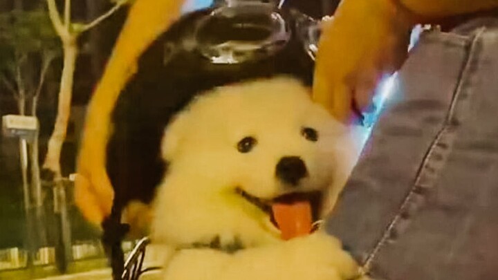 “As soon as a little dog starts acting cute with me, I just die—ahhhhhh!”