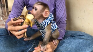 Mom feed Mino monkey banana