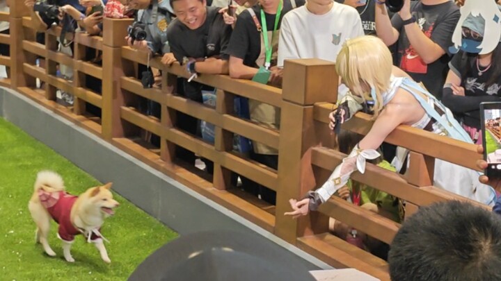 [ Genshin Impact FES] Có quá nhiều người đứng xem khi Kawano Hana tương tác với mình, hơi ngại quá (