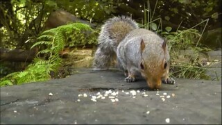 The Island of Doctor Moreau by H.G. Wells Full audiobook