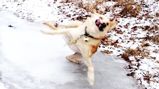 Need Some Positivity Today? We Got You, Just Watch This😍 | Pet Squad