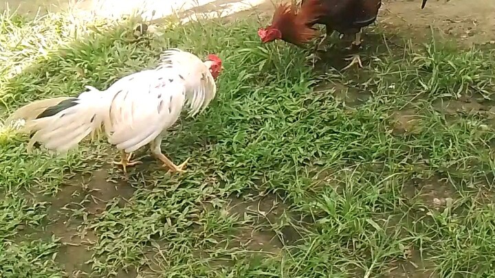 PHR Roundhead over white kelso 9 months old