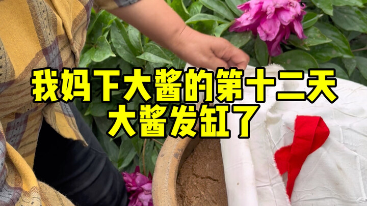 我家大酱发了 但是颜色我感觉不对
