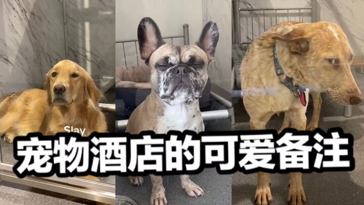 Catatan Imut di Hotel Hewan Peliharaan untuk Anjing dan Kucing