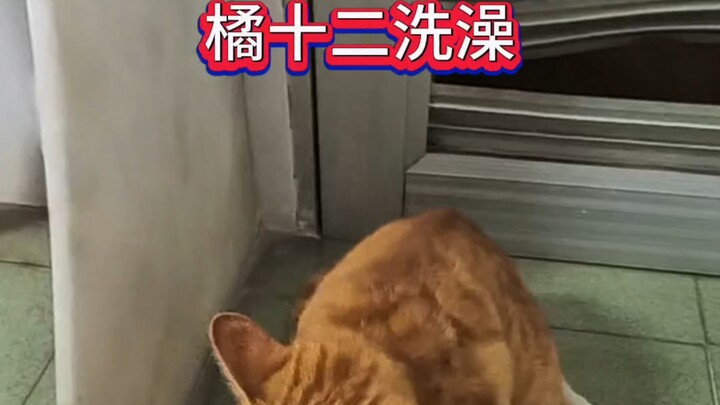 #OrangeCat #CatDailyLife #CatsDoingWeirdThings #CatBathingSoWellBehaved #CatsForcedToBeOnDuty