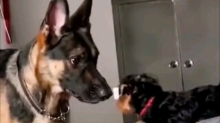 German Shepherd: I didn’t touch him, he fell down by himself