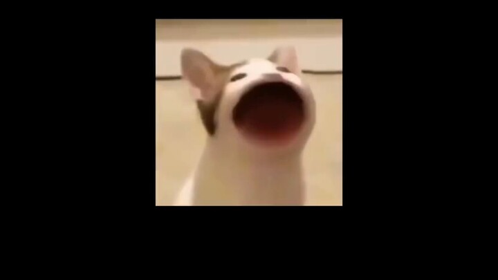 Sự cố không nói nên lời lớn nhất đối với các fan nữ: Khi bạn đẩy một ván bài đen trong bốn mươi tám 