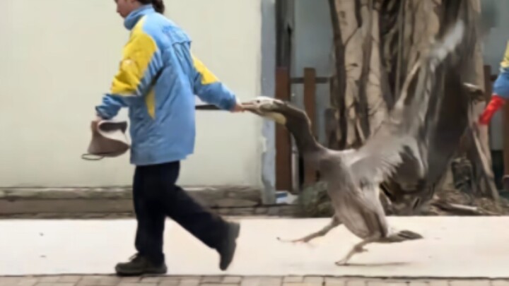 Pelican: I’m a nationally protected animal—can you show me some respect?