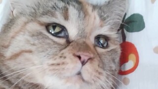 قطة صغيرة تفتح عينيها على نطاق واسع