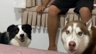 Husky: In this house, I can scold whoever I want!