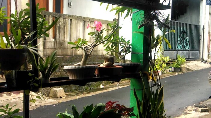 jamur menyerang daun anggur saya.yuk cek di YouTube Samsuri grape https://youtube.com/@samsurigrape9