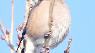 因 为 太 肥 被 发 现 了