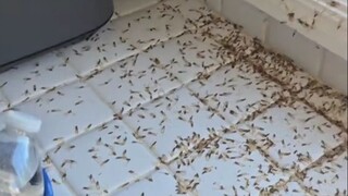 تعرض منزل أحد مستخدمي الإنترنت في الخارج للغزو من قبل النمل الأبيض، واليرقات التي تحلق في كل مكان تج