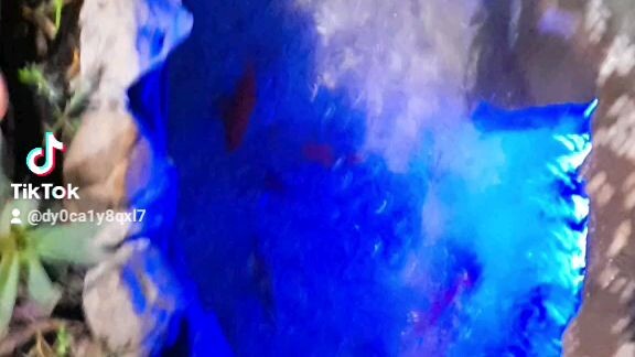 hồi cái đẹp  ko anh em  😍