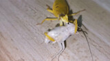 [Hewan]Saat melempar kecoa transparan ke belalang sembah