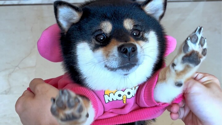 A puppy looks cuter in its clothes than when it takes them off.