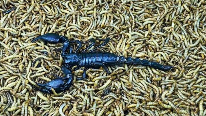 100000 Mealworms Eating A Scorpion