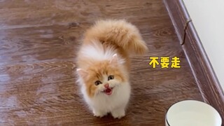 I was scammed by a little kitten, and my heart melted by the sound of it!