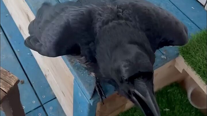 Crows’ IQ is beyond your imagination.